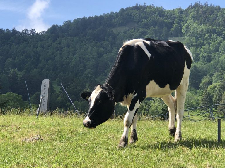 目の前に広がる山田牧場